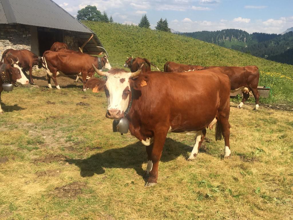 Organic & Permaculture Agriculture